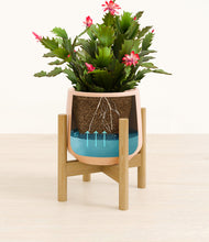 Load image into Gallery viewer, -