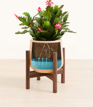 Load image into Gallery viewer, -