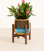 Load image into Gallery viewer, -