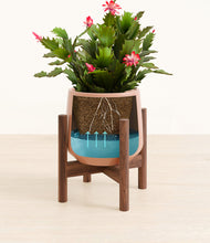 Load image into Gallery viewer, -