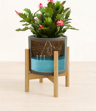 Load image into Gallery viewer, -