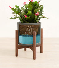 Load image into Gallery viewer, -