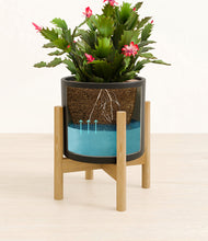 Load image into Gallery viewer, -