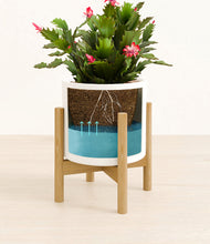 Load image into Gallery viewer, -