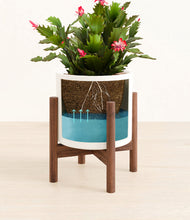 Load image into Gallery viewer, -