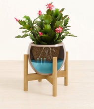 Load image into Gallery viewer, -