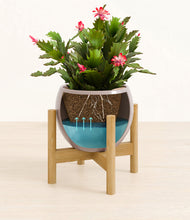 Load image into Gallery viewer, -