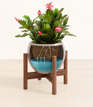 Load image into Gallery viewer, -