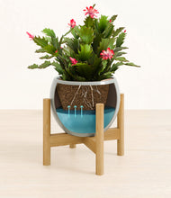 Load image into Gallery viewer, -