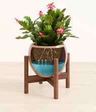 Load image into Gallery viewer, -