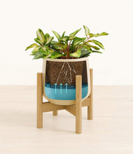 Load image into Gallery viewer, Almond Green stand:bamboo