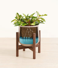 Load image into Gallery viewer, Eternal Gray stand:walnut