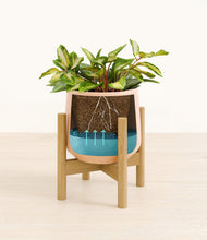 Load image into Gallery viewer, Gentle Pink stand:bamboo