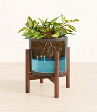 Load image into Gallery viewer, Dark Olive stand:walnut