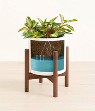 Load image into Gallery viewer, White stand:walnut