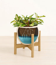 Load image into Gallery viewer, Shiny EggWhite stand:bamboo