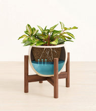 Load image into Gallery viewer, Shiny EggWhite stand:walnut