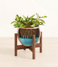 Load image into Gallery viewer, Calm Rose stand:walnut