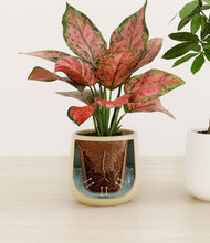 Load image into Gallery viewer, Buttercream stand:all