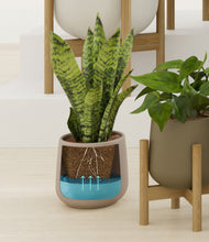 Load image into Gallery viewer, Countryside stand:five_stands