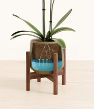 Load image into Gallery viewer, Olive stand:walnut