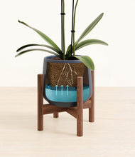 Load image into Gallery viewer, Deep Navy stand:walnut