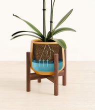 Load image into Gallery viewer, Mustard stand:walnut