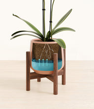 Load image into Gallery viewer, Calm Rose stand:walnut