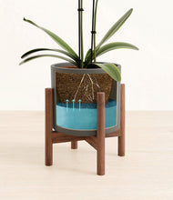 Load image into Gallery viewer, Dark Olive stand:walnut