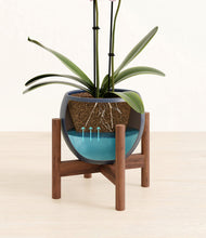 Load image into Gallery viewer, Deep Navy stand:walnut