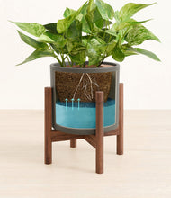 Load image into Gallery viewer, Dark Olive stand:walnut