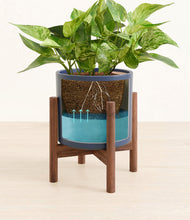 Load image into Gallery viewer, Deep Navy stand:walnut