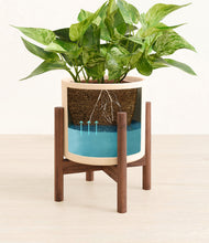 Load image into Gallery viewer, Cream stand:walnut