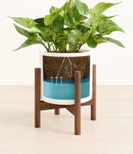 Load image into Gallery viewer, White stand:walnut