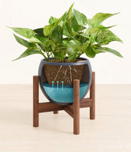 Load image into Gallery viewer, Deep Navy stand:walnut