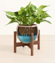 Load image into Gallery viewer, Desert Brown stand:walnut