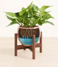 Load image into Gallery viewer, Calm Rose stand:walnut