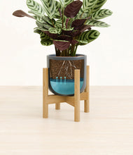 Load image into Gallery viewer, -