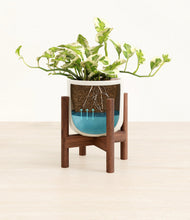 Load image into Gallery viewer, Cotton White stand:walnut