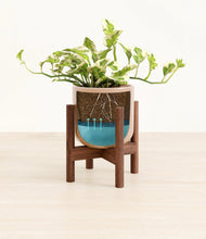 Load image into Gallery viewer, Glossy Pink stand:walnut