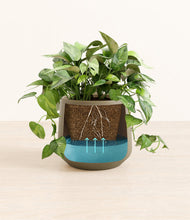 Load image into Gallery viewer, Olive