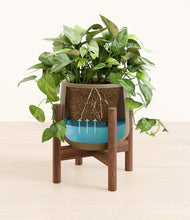 Load image into Gallery viewer, Olive stand:walnut