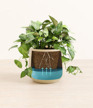 Load image into Gallery viewer, Almond Green