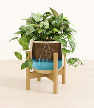 Load image into Gallery viewer, Almond Green stand:bamboo