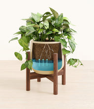 Load image into Gallery viewer, Almond Green stand:walnut