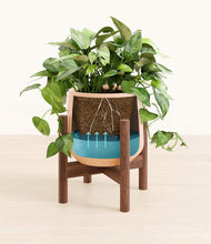 Load image into Gallery viewer, Gentle Pink stand:walnut