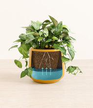 Load image into Gallery viewer, Mustard