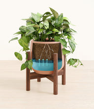 Load image into Gallery viewer, Calm Rose stand:walnut