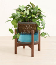 Load image into Gallery viewer, Dark Olive stand:walnut