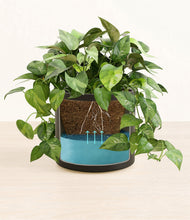 Load image into Gallery viewer, Black